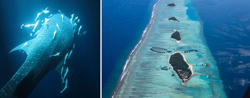 Whaleshark Island